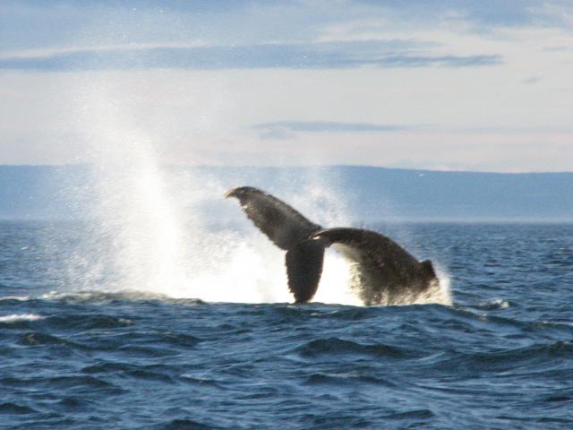 Baleine à bosse aux Escoumins